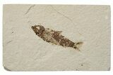 Fossil Fish (Knightia) - Green River Formation #237186-1